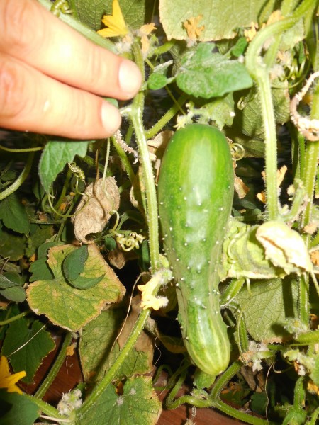 DSCN4414